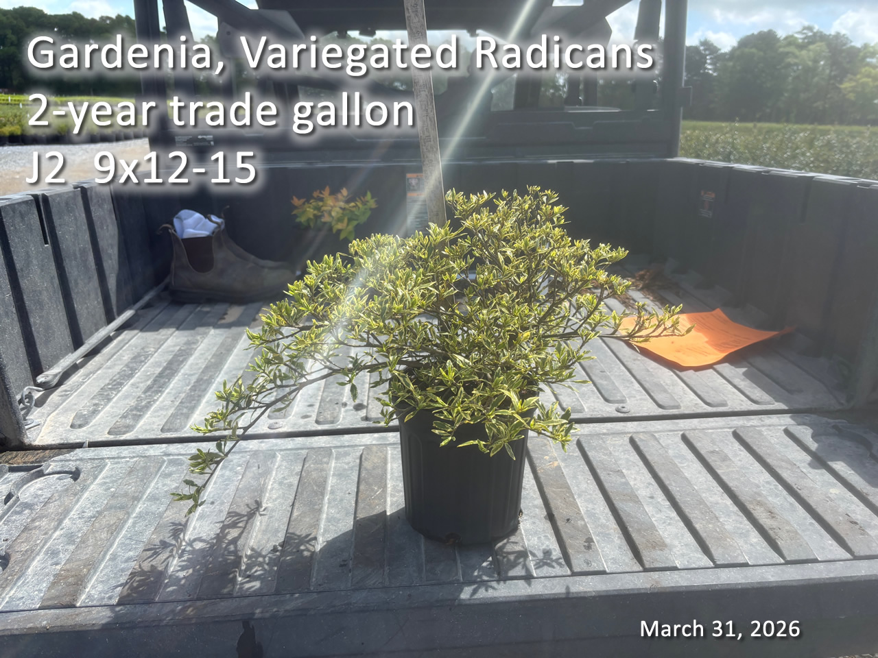 gallery/vgrad2yt j2 mar31.jpg